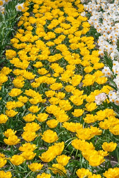 Tulipa Double Early Yellow Baby