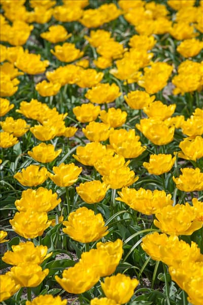 Tulipa Double Early Yellow Baby