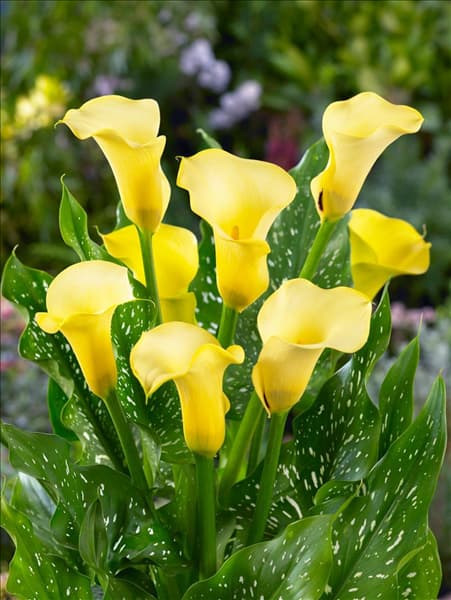 Zantedeschia Black Magic