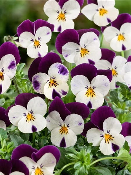 Viola cornuta Twix White Purple Wing