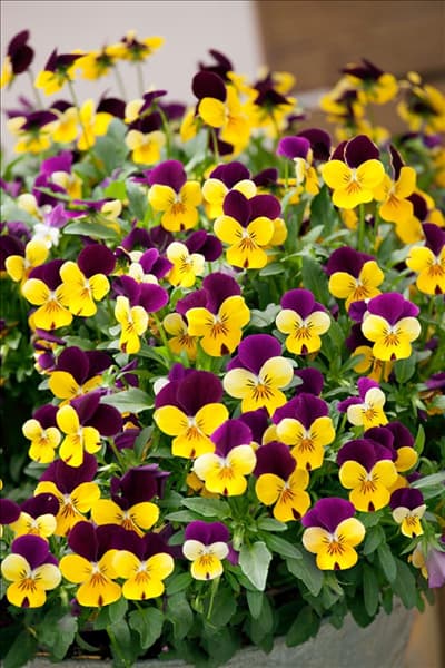 Viola Popsicles Purple Yellow