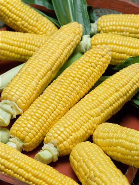 Zea mays Saccharata-Grp Tempo