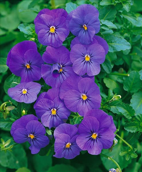 Viola cornuta Penny Blue