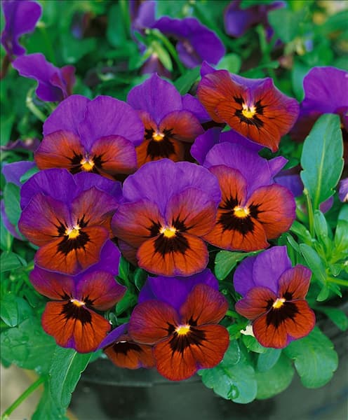 VIOLA cornuta Velour Blue Bronze