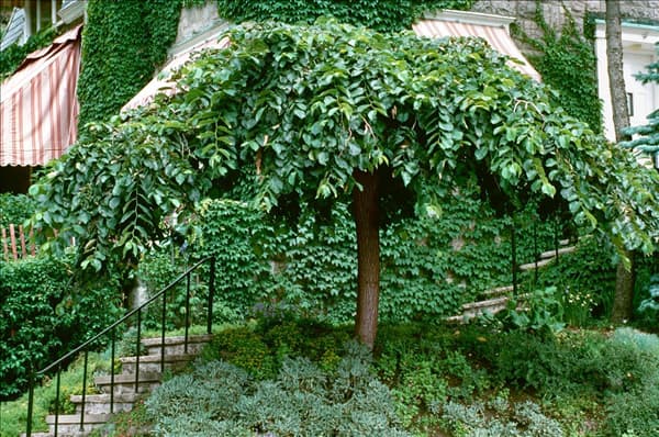 ULMUS GLABRA CAMPERDOWNII