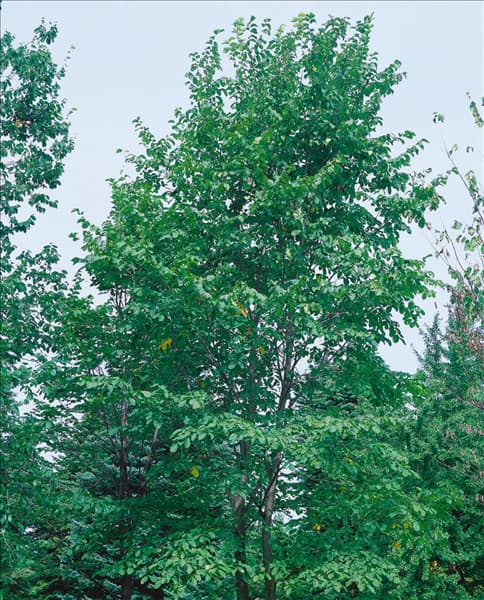 Ulmus glabra