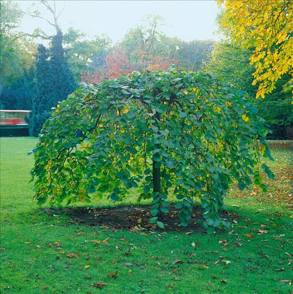 Ulmus Camperdownii