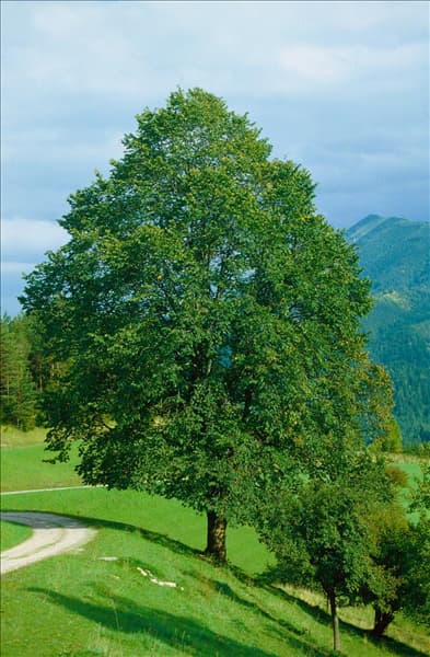 Ulmus glabra