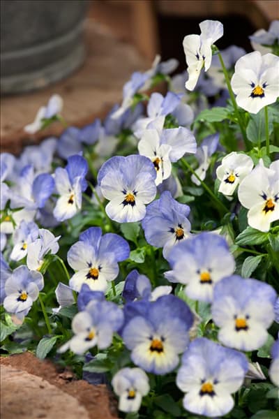 Viola Popsicles Frost