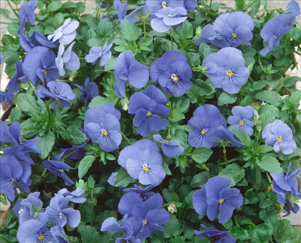 VIOLA BLUE PERFECTION