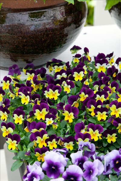 Viola Sorbet™ Lemon Royal im Topf