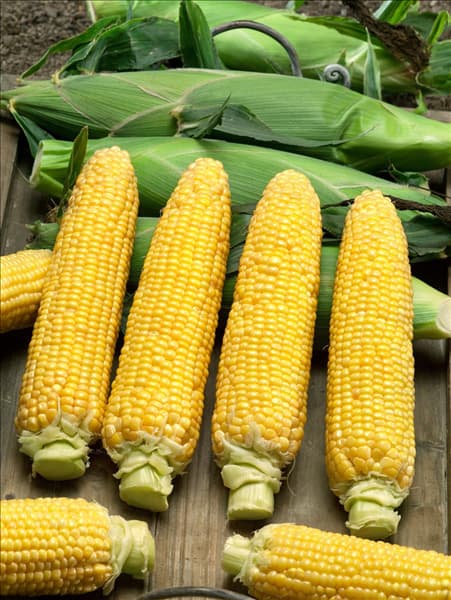 Zea mays Saccharata-Grp Profi