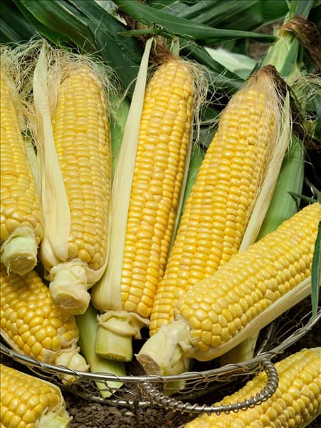 Zea mays Saccharata-Grp Tempo