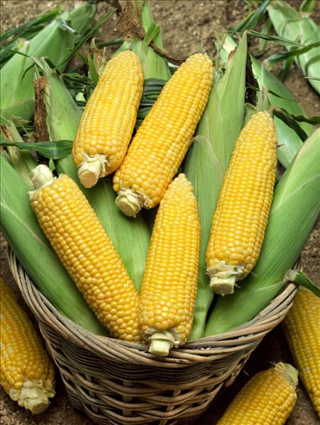 Zea mays Saccharata-Grp Magnum im Korb