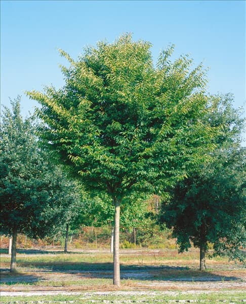 Zelkova serrata Flekova GREEN VASE
