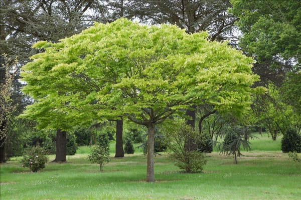 Zelkova serrata Flekova Green Vase