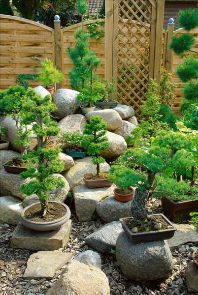 Bonsai mixed