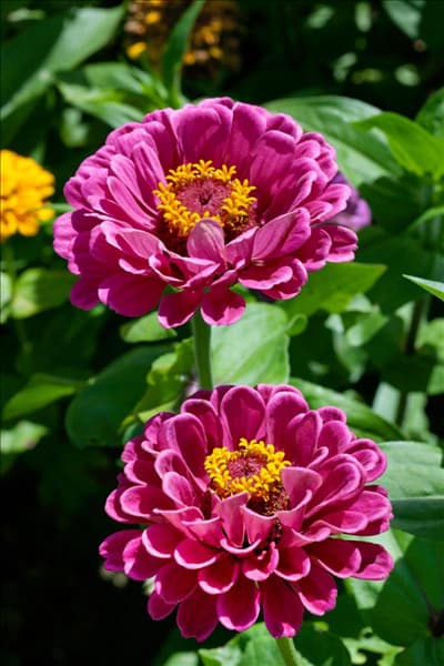 Zinnia elegans