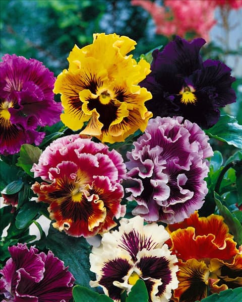 Viola-Wittrockiana-Hybriden Ondulee mixed