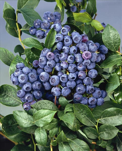 Vaccinium corymbosum Bluecrop