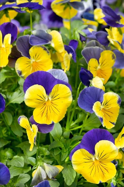 Viola Matrix™ Morpheus