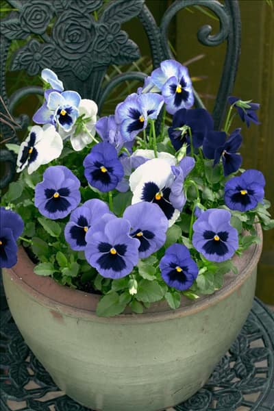 Viola Matrix Ocean Breeze im Topf