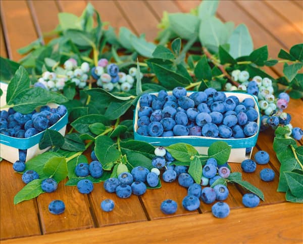 Vaccinium corymbosum Patriot