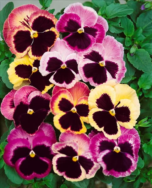 Viola Matrix Sunrise