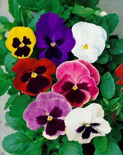 Viola Matrix Mischung
