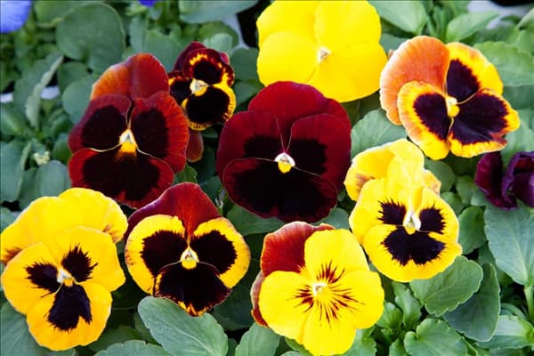 Viola Matrix ™ Autumn Blaze Mix