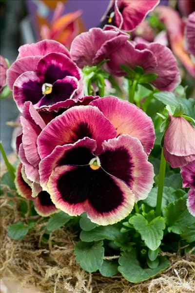 Viola Matrix Sunrise