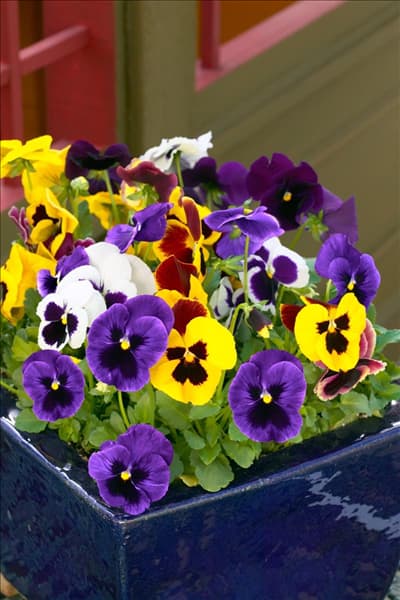 Viola Matrix Blotch Mischung im Topf