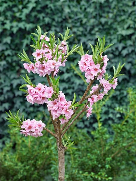 Prunus persica var. persica