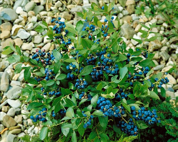 Vaccinium corymbosum North Country