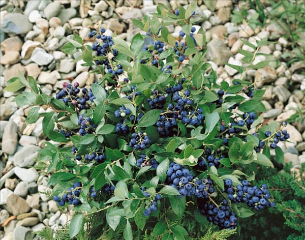 Vaccinium myrtillus