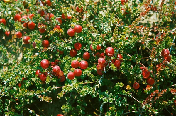 Vaccinium var. vitis-idaea