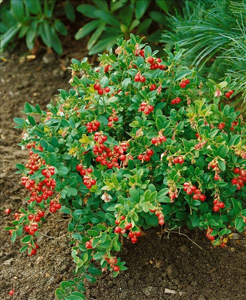 Vaccinium var. vitis-idaea