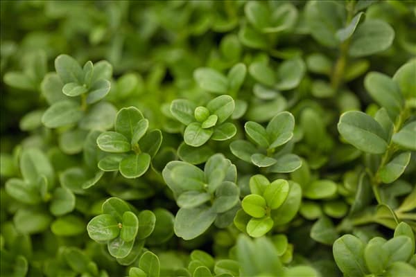 Buxus sempervirens 'Blauer Heinz'