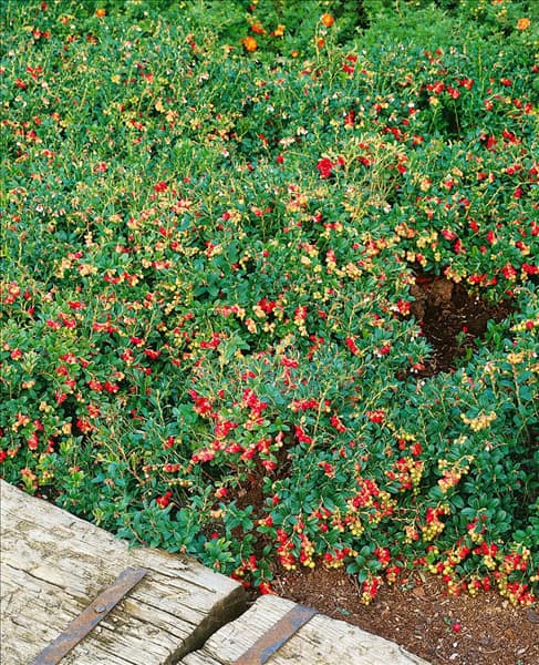 Vaccinium var. vitis-idaea