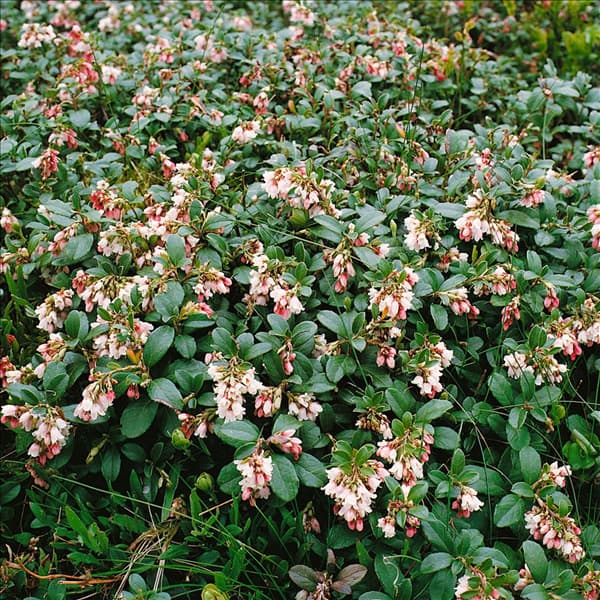 VACCINIUM VITIS-IDAEA