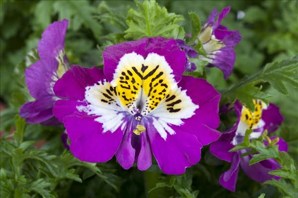 Schizanthus wisetonensis