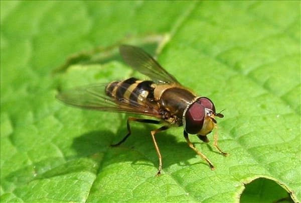 Schwebfliegeadult1-800x600