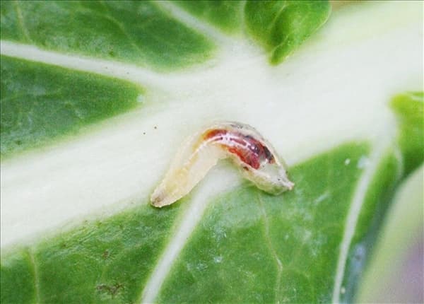Schwebfliegelarve1-800x600