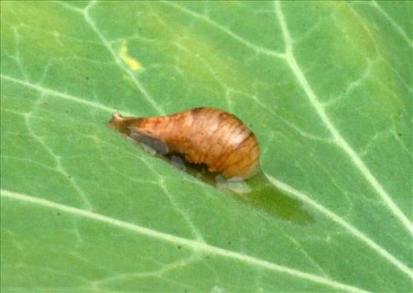 Schwebfliegepuppe2-800x600