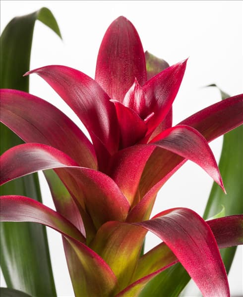 Guzmania