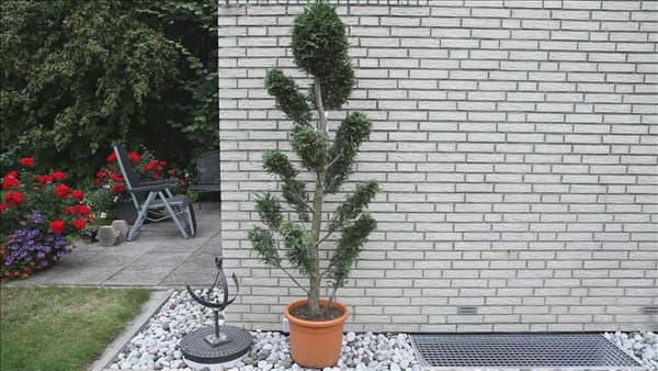 Zypresse - Einpflanzen im Garten (thumbnail)