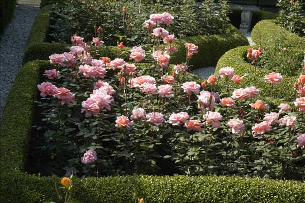 Edelrose, rosa