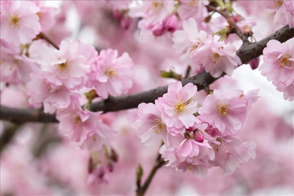 Prunus subhirtella 'Accolade'