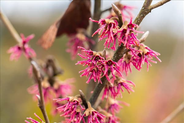 Hamamelis vernalis 'Amethyst'