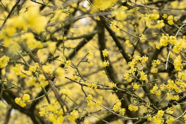 Cornus mas